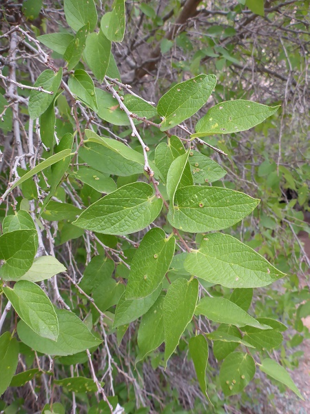 Celtis reticulata